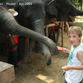 20090417 Half Day Safari - Elephant  30 of 57 